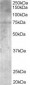 Goat Anti-PALS / MPP5 Antibody